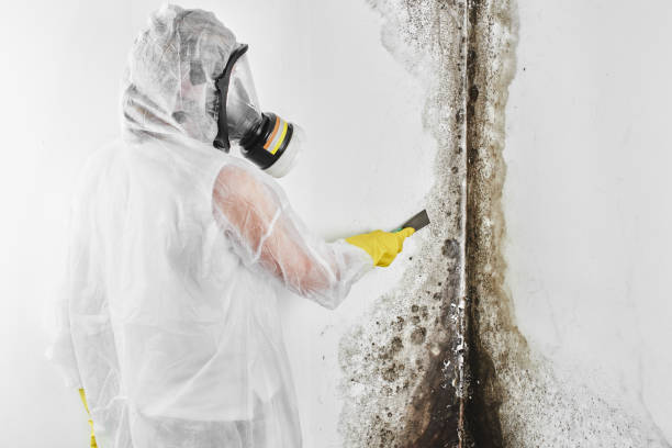 Best Same-Day Mold Removal  in West Odessa, TX