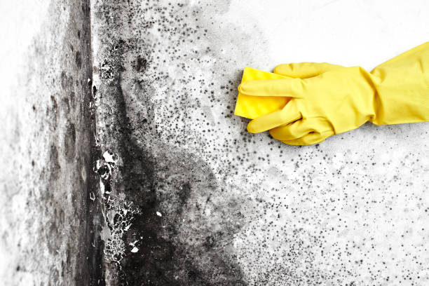 Best Toxic Mold Removal  in West Odessa, TX