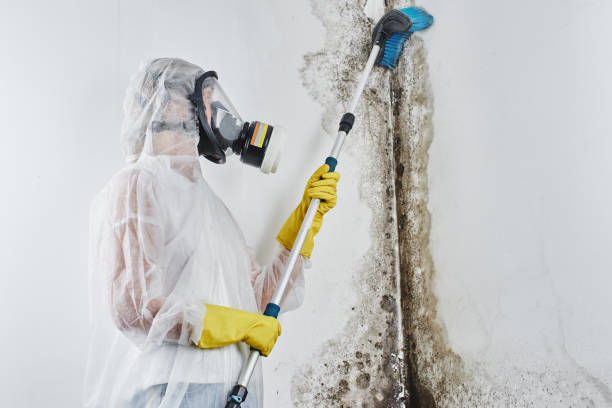 Best Same-Day Mold Removal  in West Odessa, TX