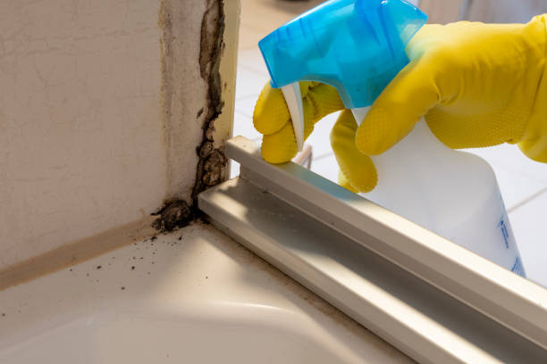 Best Toxic Mold Removal  in West Odessa, TX