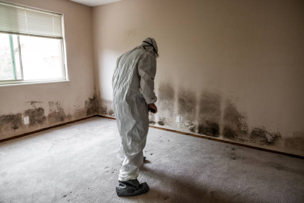 Best Mold Removal Company Near Me  in West Odessa, TX