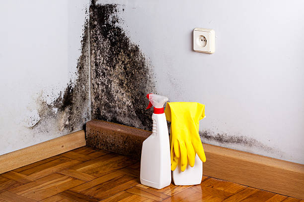 Best Emergency Mold Removal  in West Odessa, TX