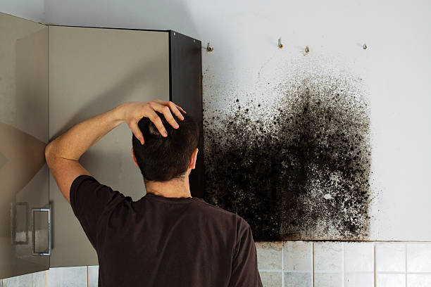 Best Professional Mold Removal  in West Odessa, TX