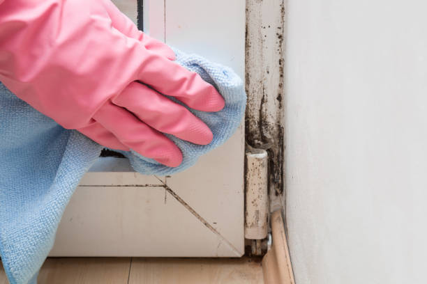 Best Mold Remediation Services  in West Odessa, TX