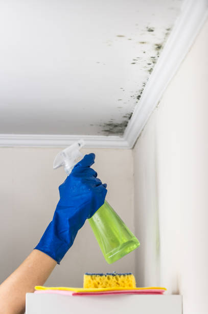 Best Toxic Mold Removal  in West Odessa, TX