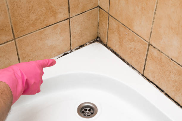 Best Black Mold Removal  in West Odessa, TX